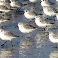 Bécasseaux sanderling