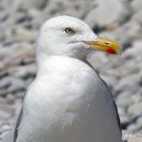 Goéland argenté