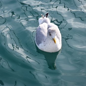 mouette - St Malo